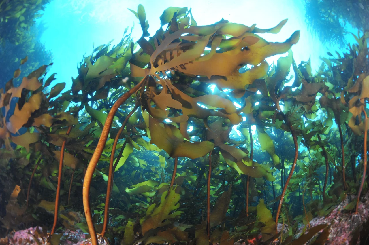 Unlocking Climate Solutions: The Power of Reefs